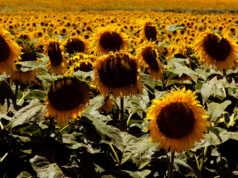 Jopo del girasol: Acciones para prevenir el ingreso de esta maleza ausente en la República Argentina