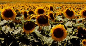 Jopo del girasol: Acciones para prevenir el ingreso de esta maleza ausente en la República Argentina
