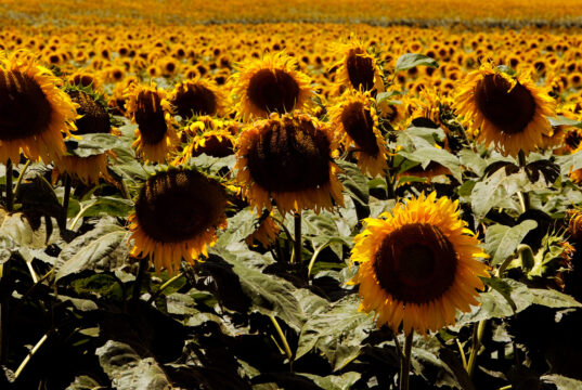 Jopo del girasol: Acciones para prevenir el ingreso de esta maleza ausente en la República Argentina