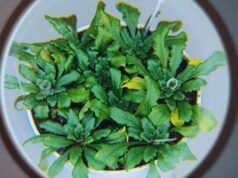 Identifican un mecanismo para activar el sistema de defensa de las plantas