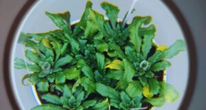 Identifican un mecanismo para activar el sistema de defensa de las plantas