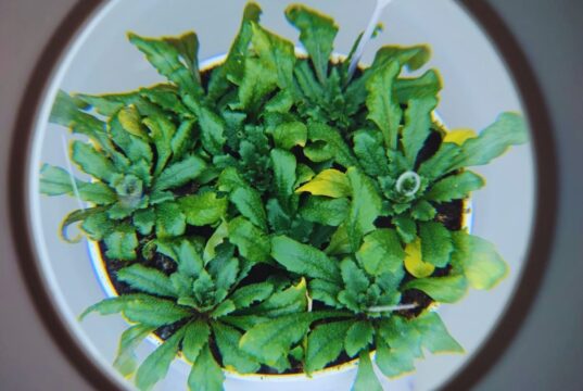 Identifican un mecanismo para activar el sistema de defensa de las plantas
