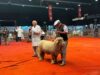 La raza Romney Marsh abrió su participación en la Expo Rural