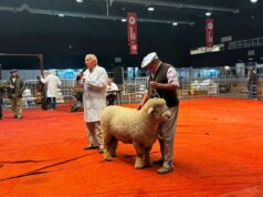 La raza Romney Marsh abrió su participación en la Expo Rural