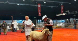 La raza Romney Marsh abrió su participación en la Expo Rural