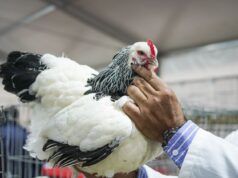 Luego de cuatro años sin participar, las aves regresaron a Palermo