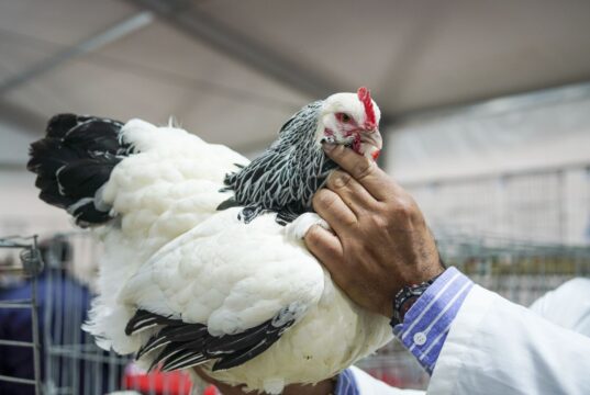 Luego de cuatro años sin participar, las aves regresaron a Palermo