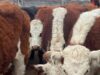 En agosto se realizará en San Luis la 2° Jornada Técnica Ganadera con foco en producción, genética y mercado