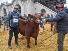 Una cabaña de San Luis invierte en genética de elite y adquiere el 50% de uno de los terneros Angus más cotizados de Palermo