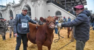 Una cabaña de San Luis invierte en genética de elite y adquiere el 50% de uno de los terneros Angus más cotizados de Palermo