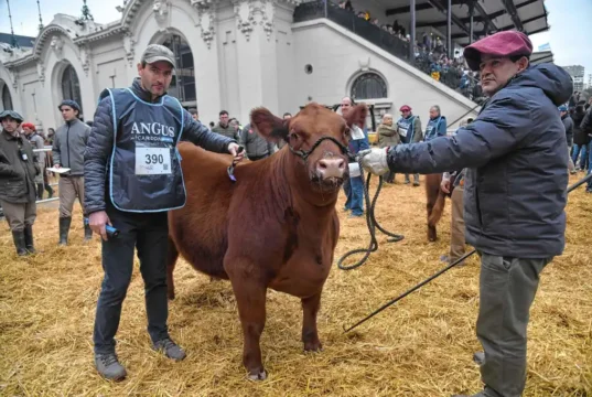 Una cabaña de San Luis invierte en genética de elite y adquiere el 50% de uno de los terneros Angus más cotizados de Palermo