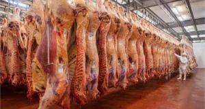 Primer semestre: la faena bovina se encamina a cerrar el año por debajo de 2025, con más kilos por animal