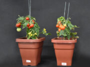Identifican un gen que mejora el rendimiento de la planta de tomate en respuesta a la densidad de siembra