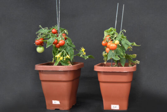 Identifican un gen que mejora el rendimiento de la planta de tomate en respuesta a la densidad de siembra