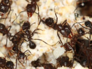 Descifran la evolución de las hormigas cortadoras y abren nuevas puertas para su control