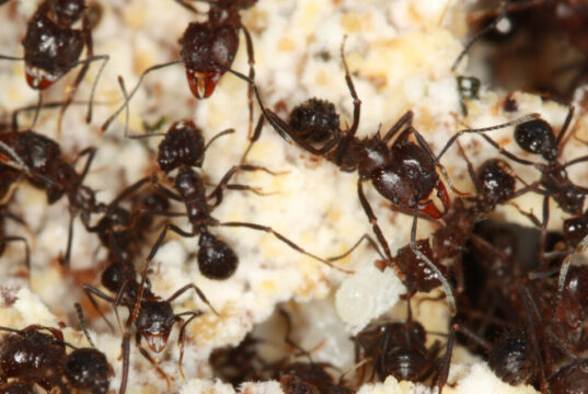 Descifran la evolución de las hormigas cortadoras y abren nuevas puertas para su control