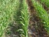 San Luis: control de malezas en sorgo