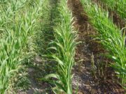 San Luis: control de malezas en sorgo