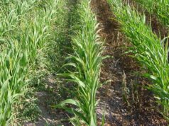 San Luis: control de malezas en sorgo