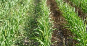 San Luis: control de malezas en sorgo