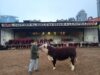Cabaña La Redomona incorporó un toro campeón de Palermo para potenciar su genética Hereford