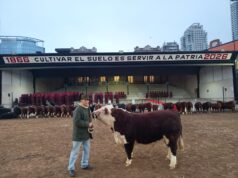 Cabaña La Redomona incorporó un toro campeón de Palermo para potenciar su genética Hereford