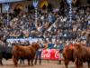 Mondino rematará más de 20.000 cabezas Angus durante la Exposición Rural de Palermo