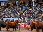 Mondino rematará más de 20.000 cabezas Angus durante la Exposición Rural de Palermo