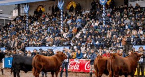 Mondino rematará más de 20.000 cabezas Angus durante la Exposición Rural de Palermo