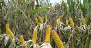 INTA San Luis dictará un taller sobre estrategias para aumentar la producción de maíz
