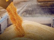 La soja y el maíz suben impulsados por el clima y el USDA, mientras el trigo alcanza su valor más alto desde mayo
