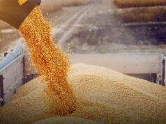 La soja y el maíz suben impulsados por el clima y el USDA, mientras el trigo alcanza su valor más alto desde mayo