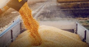 La soja y el maíz suben impulsados por el clima y el USDA, mientras el trigo alcanza su valor más alto desde mayo