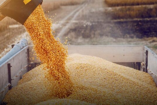 La soja y el maíz suben impulsados por el clima y el USDA, mientras el trigo alcanza su valor más alto desde mayo