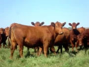 La reposición de hembras gana atractivo y abre una oportunidad para expandir el rodeo
