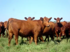 La reposición de hembras gana atractivo y abre una oportunidad para expandir el rodeo