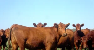 La reposición de hembras gana atractivo y abre una oportunidad para expandir el rodeo