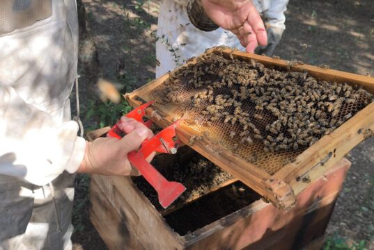 La red de vigilancia apícola activa fortalece el monitoreo del pequeño escarabajo de las colmenas