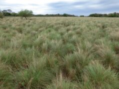 Los pastizales de San Luis, un tesoro natural clave para la producción y la conservación