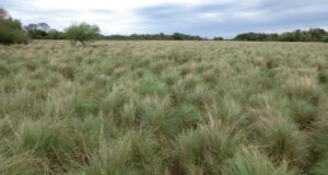 Los pastizales de San Luis, un tesoro natural clave para la producción y la conservación