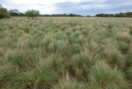 Los pastizales de San Luis, un tesoro natural clave para la producción y la conservación
