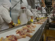 La carne de pollo alcanza un consumo récord en Argentina