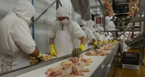La carne de pollo alcanza un consumo récord en Argentina
