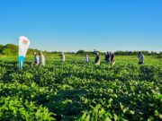 RECSO: los ensayos de soja en San Luis dejaron rendimientos de hasta 4.612 kilos por hectárea