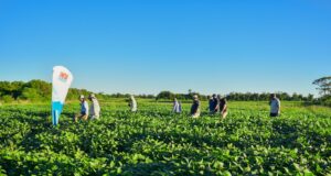 RECSO: los ensayos de soja en San Luis dejaron rendimientos de hasta 4.612 kilos por hectárea