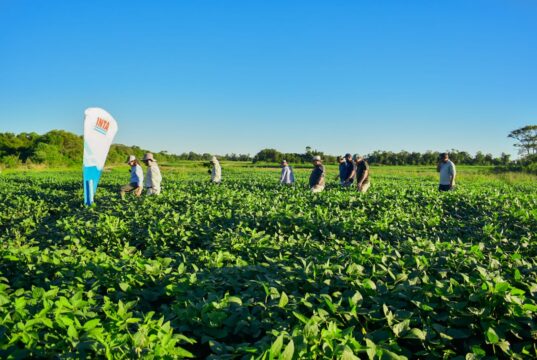 RECSO: los ensayos de soja en San Luis dejaron rendimientos de hasta 4.612 kilos por hectárea