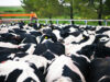 Actualizan el sistema de diagnóstico para el control y erradicación de la brucelosis bovina