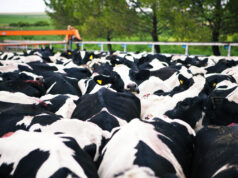 Actualizan el sistema de diagnóstico para el control y erradicación de la brucelosis bovina