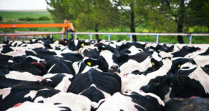 Actualizan el sistema de diagnóstico para el control y erradicación de la brucelosis bovina