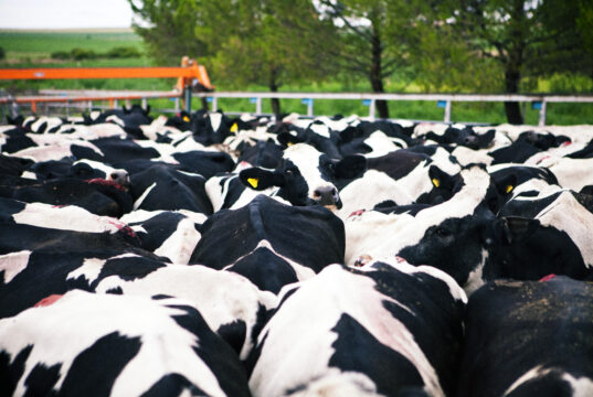 Actualizan el sistema de diagnóstico para el control y erradicación de la brucelosis bovina